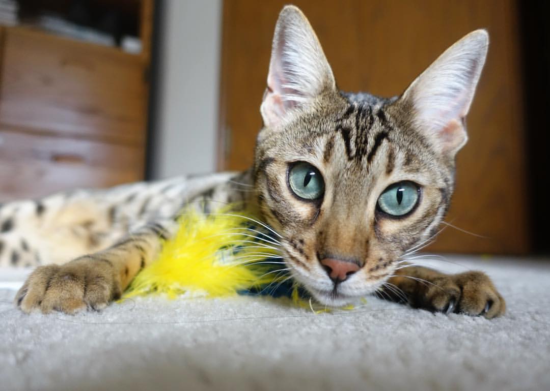 2026世界杯之夜,德罗赞攻防两端的绝对统治